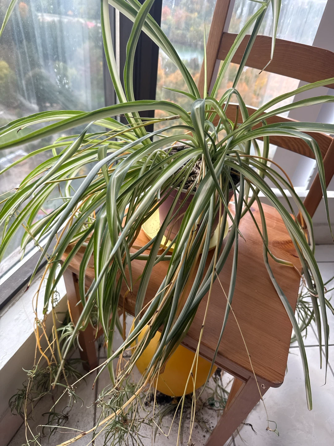 Variegated Spider Plant