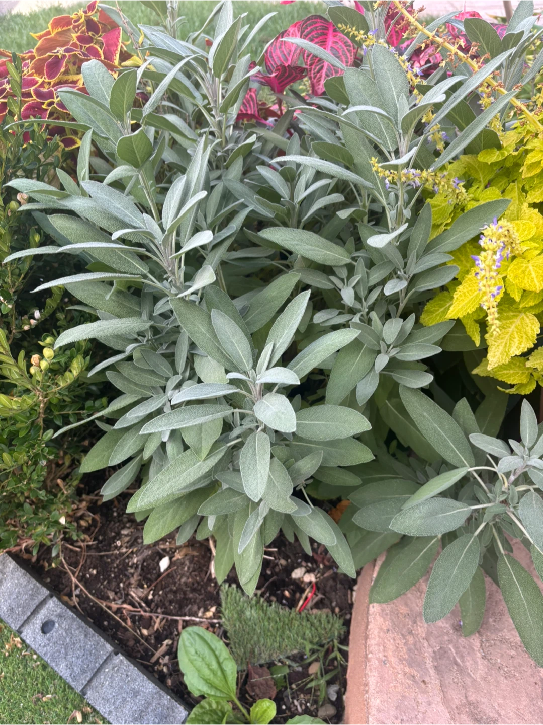 Fresh Garden Sage