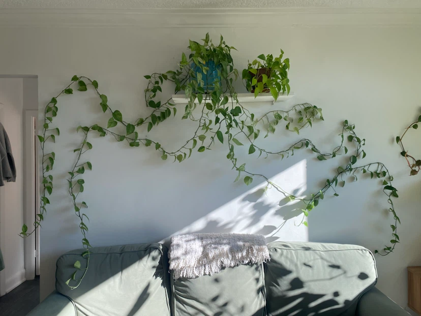 Large Marble Queen Pothos Plant
