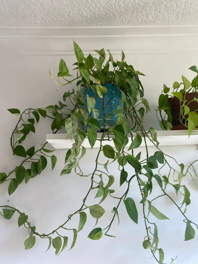 Large Marble Queen Pothos Plant - photo 2