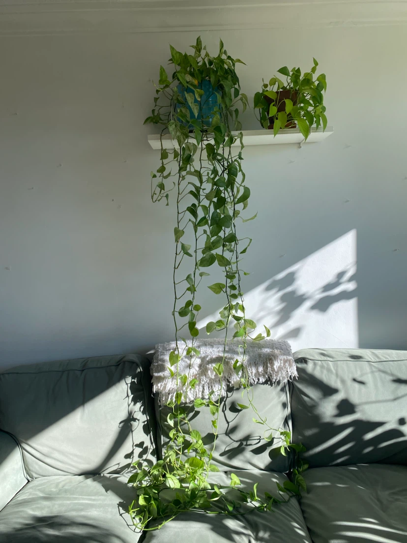 Large Marble Queen Pothos Plant - photo 3