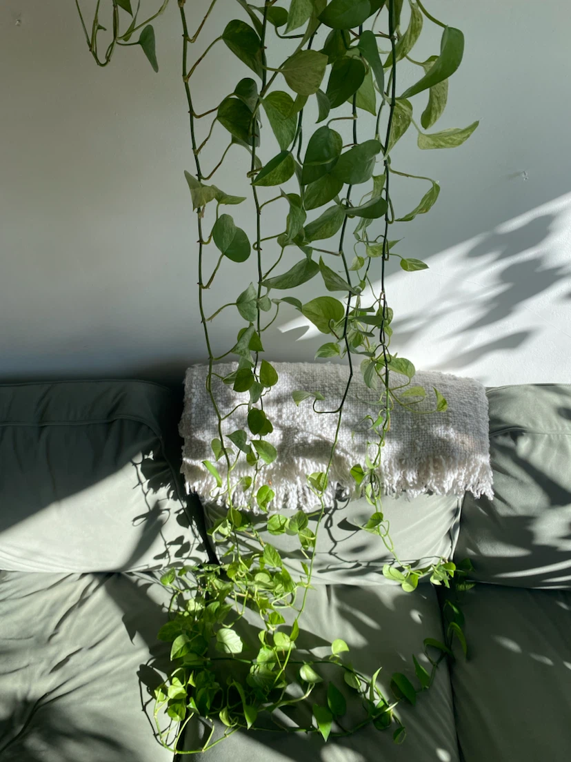 Large Marble Queen Pothos Plant - photo 4