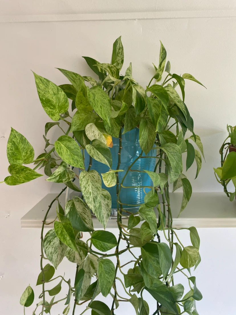 Large Marble Queen Pothos Plant - photo 5