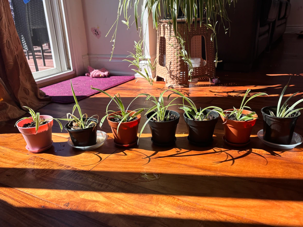 Baby Spider Plant Potted Starter ($4/per pot)
