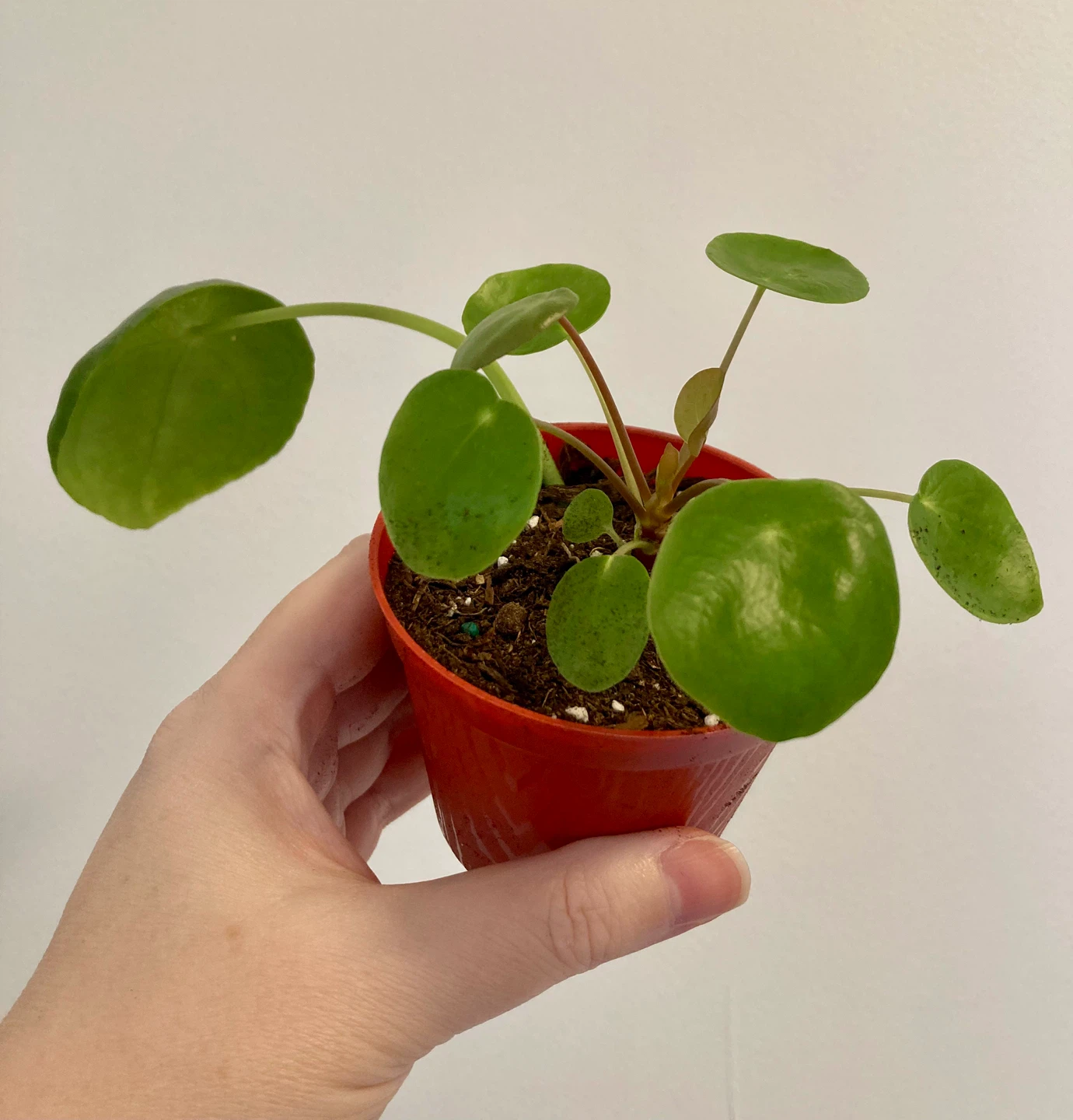 Pilea Houseplant