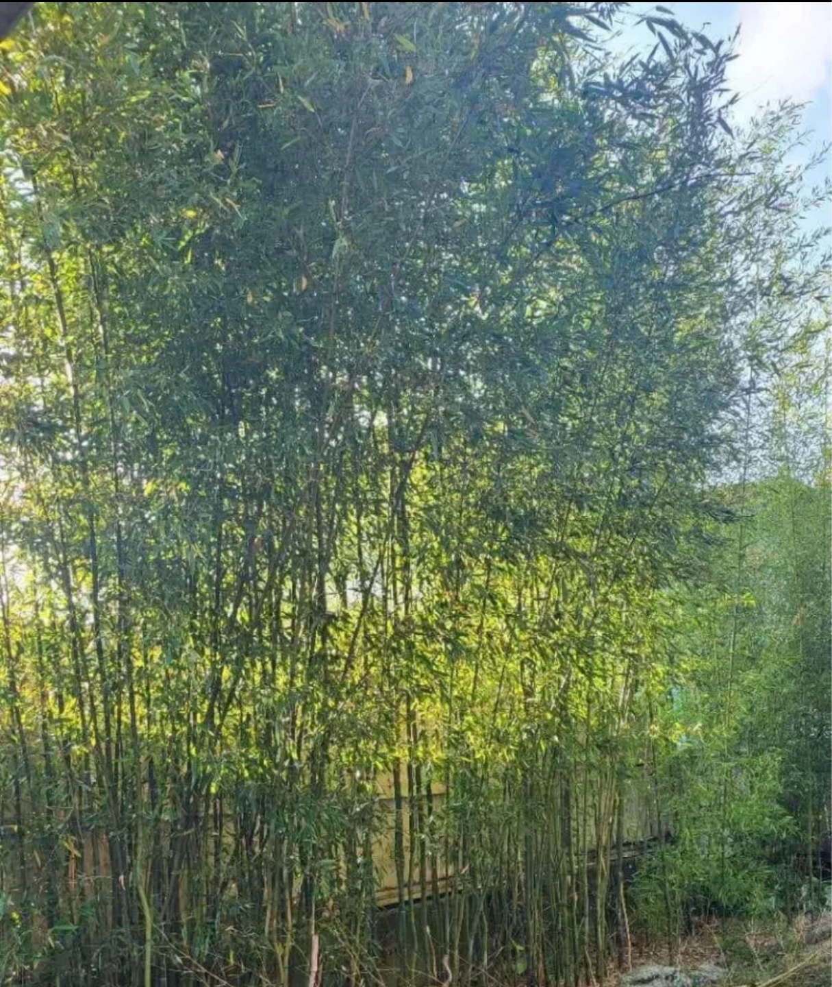 Bamboo Plants - photo 3
