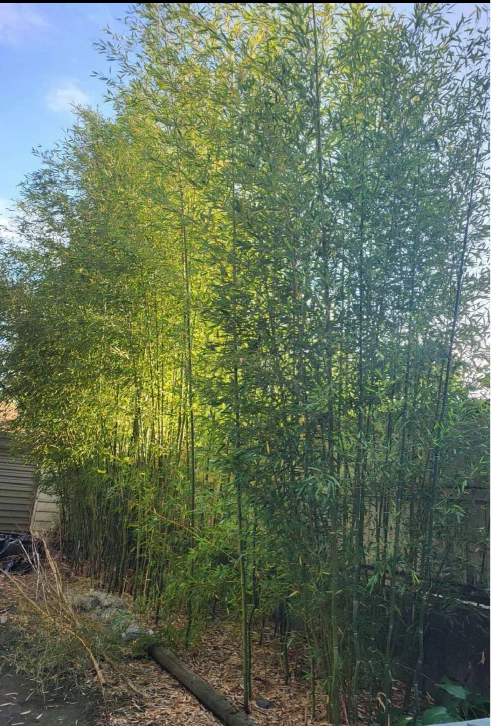 Bamboo Plants