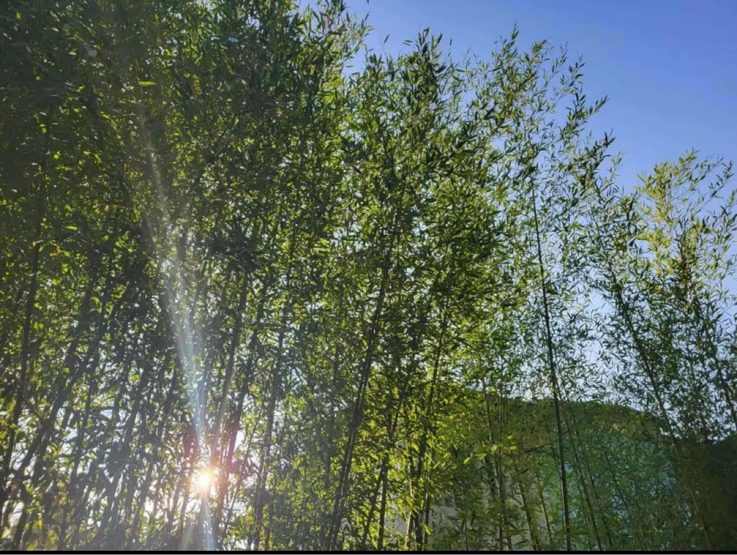 Bamboo Plants - photo 2