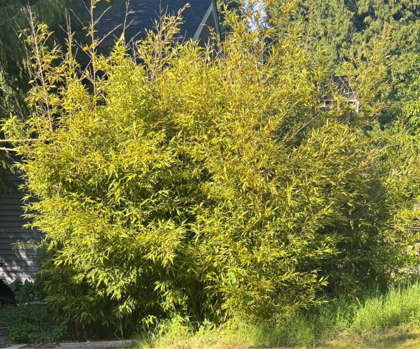 Bamboo Plants
