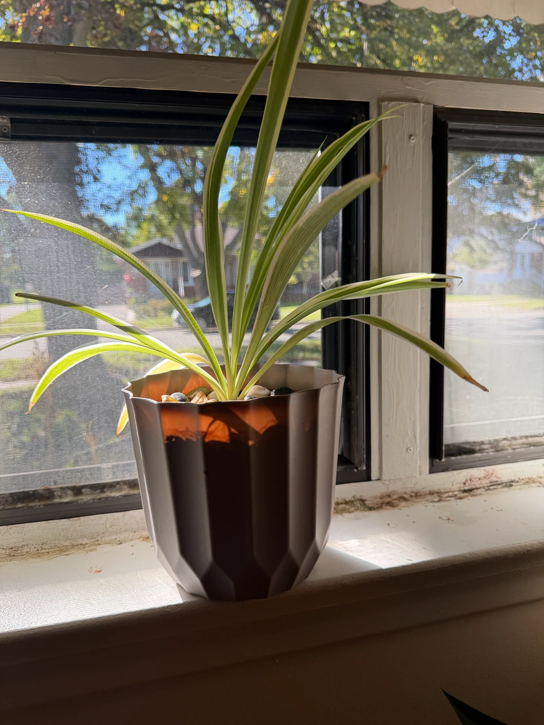 Spider Plant in Geometric Pot