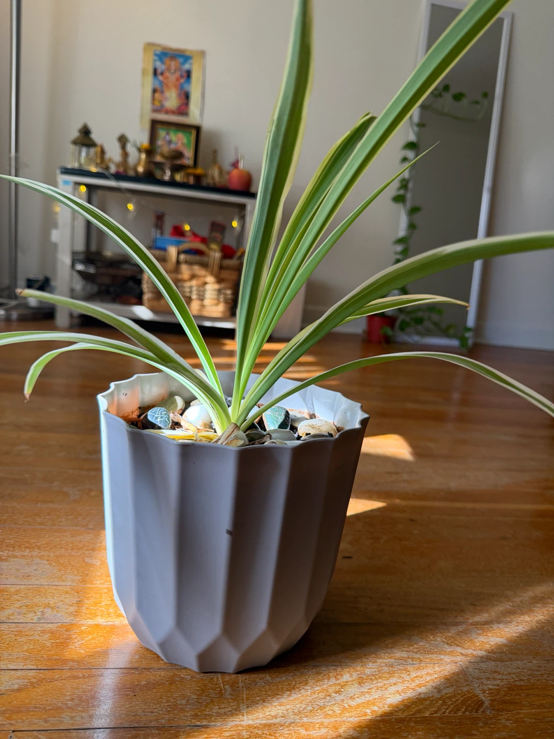 Spider Plant in Geometric Pot - photo 2