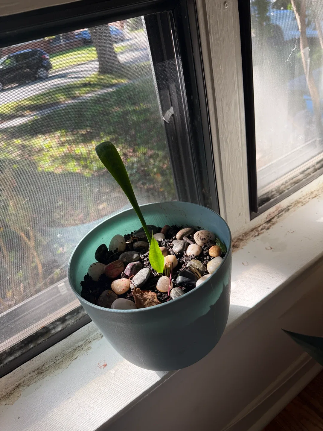 Small Snake Plant in Blue Pot
