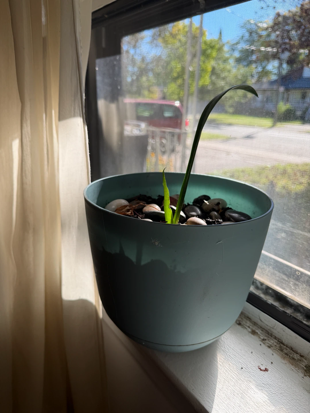Small Snake Plant in Blue Pot - photo 2