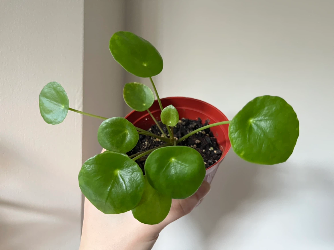 Pilea/Chinese money plant in 4” pot