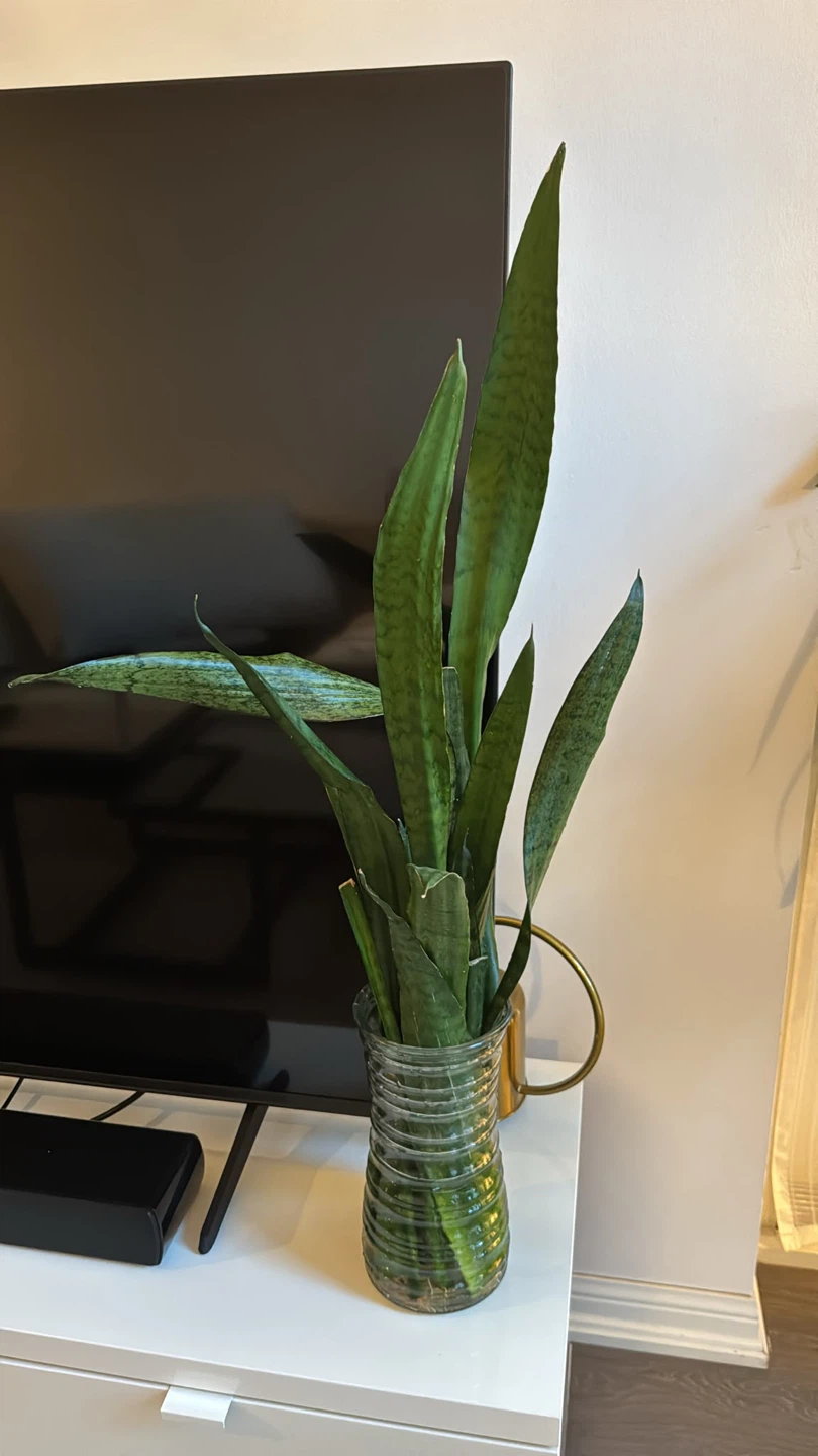 Snake Plant in Water Glass Jar