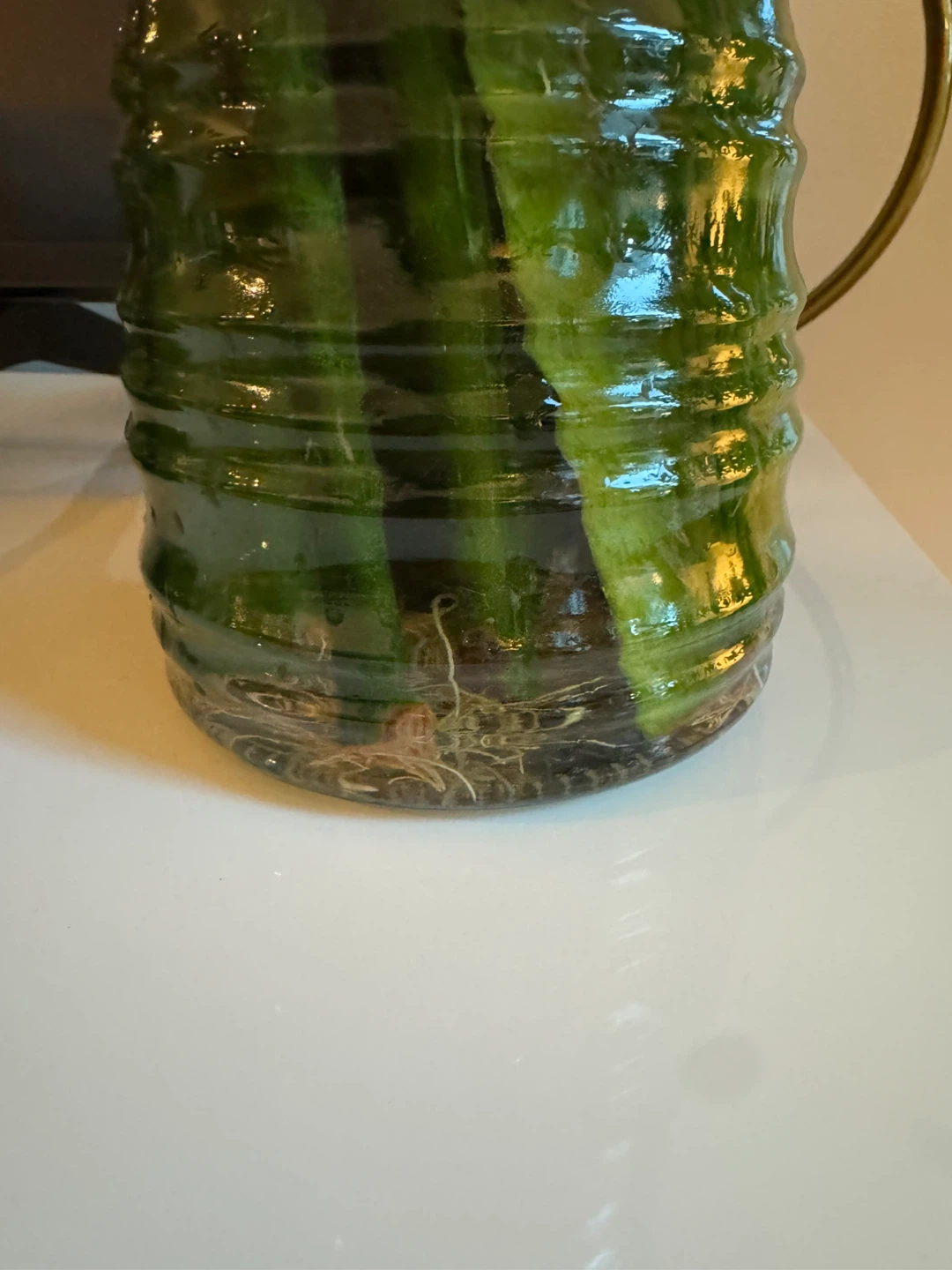 Snake Plant in Water Glass Jar - photo 2