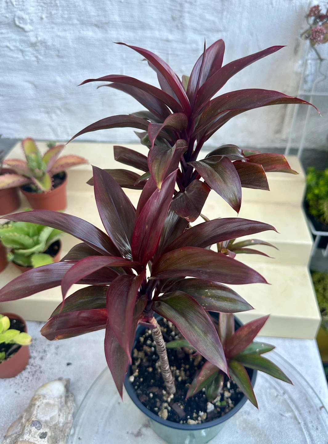 Baby Doll Short Leaf Hawaii Ti Plants