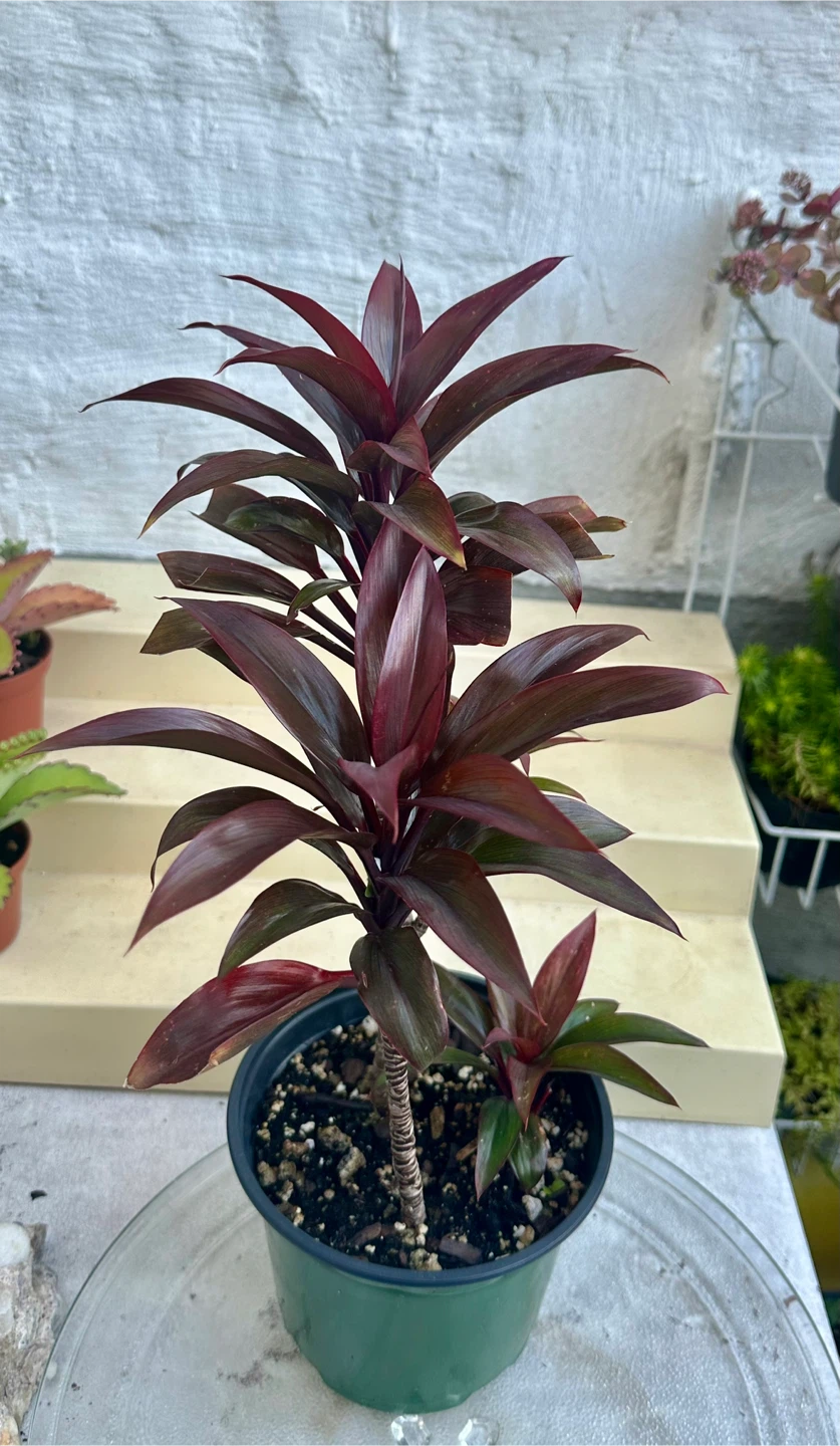 Baby Doll Short Leaf Hawaii Ti Plants - photo 2