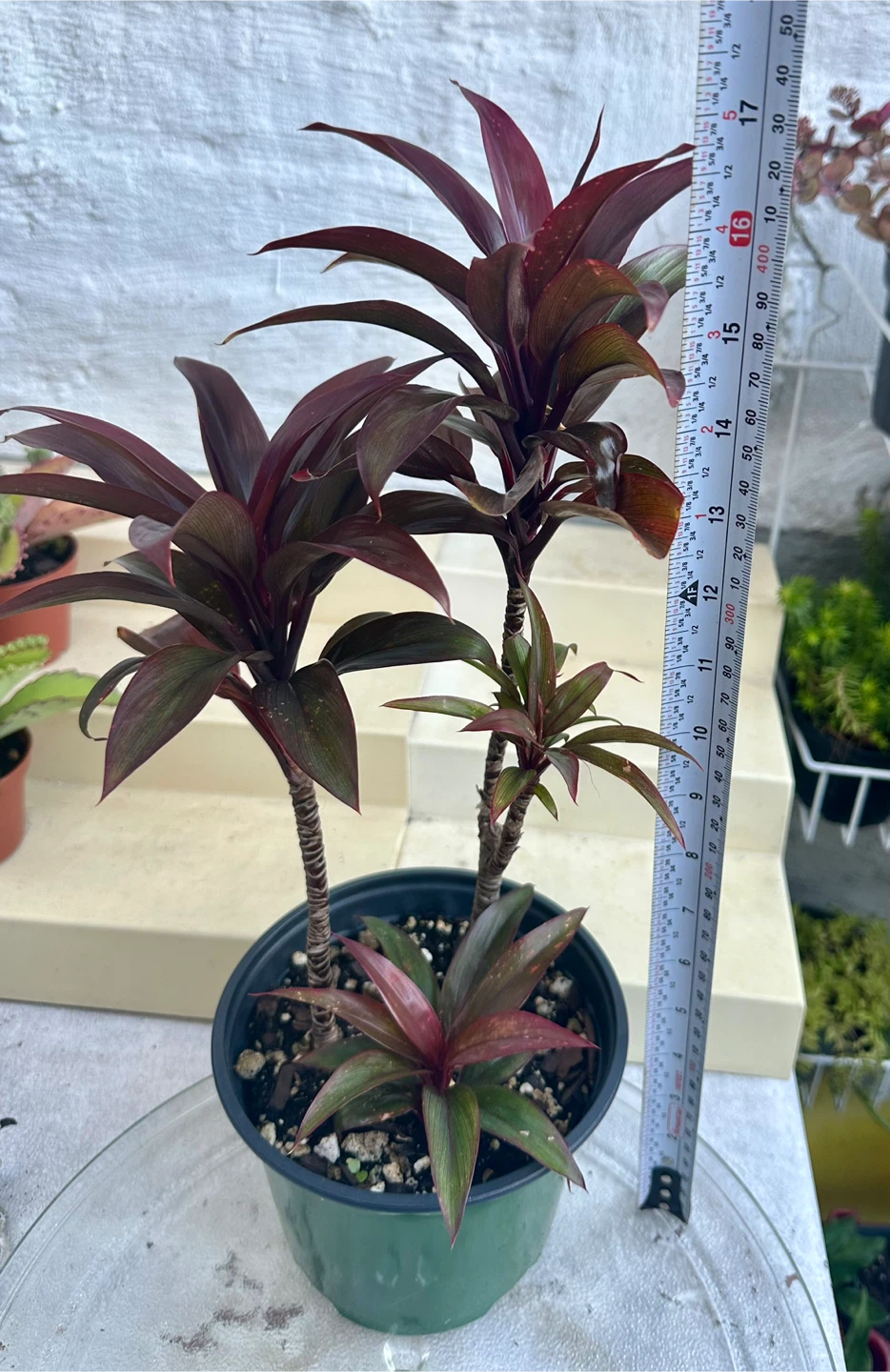 Baby Doll Short Leaf Hawaii Ti Plants - photo 3