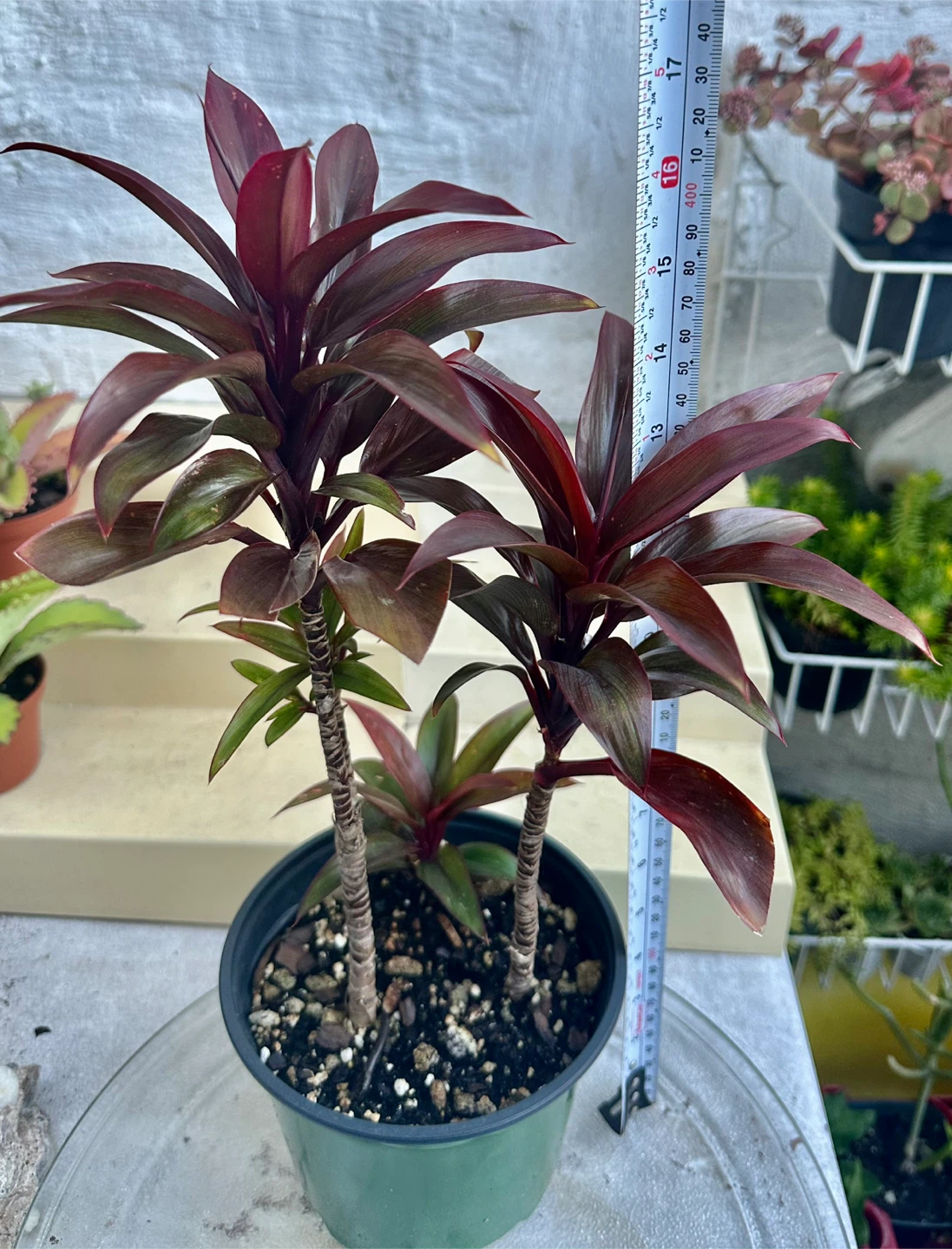 Baby Doll Short Leaf Hawaii Ti Plants - photo 4