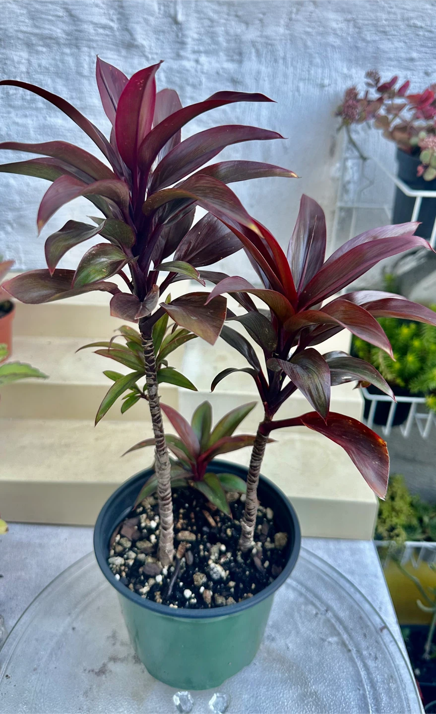 Baby Doll Short Leaf Hawaii Ti Plants - photo 5