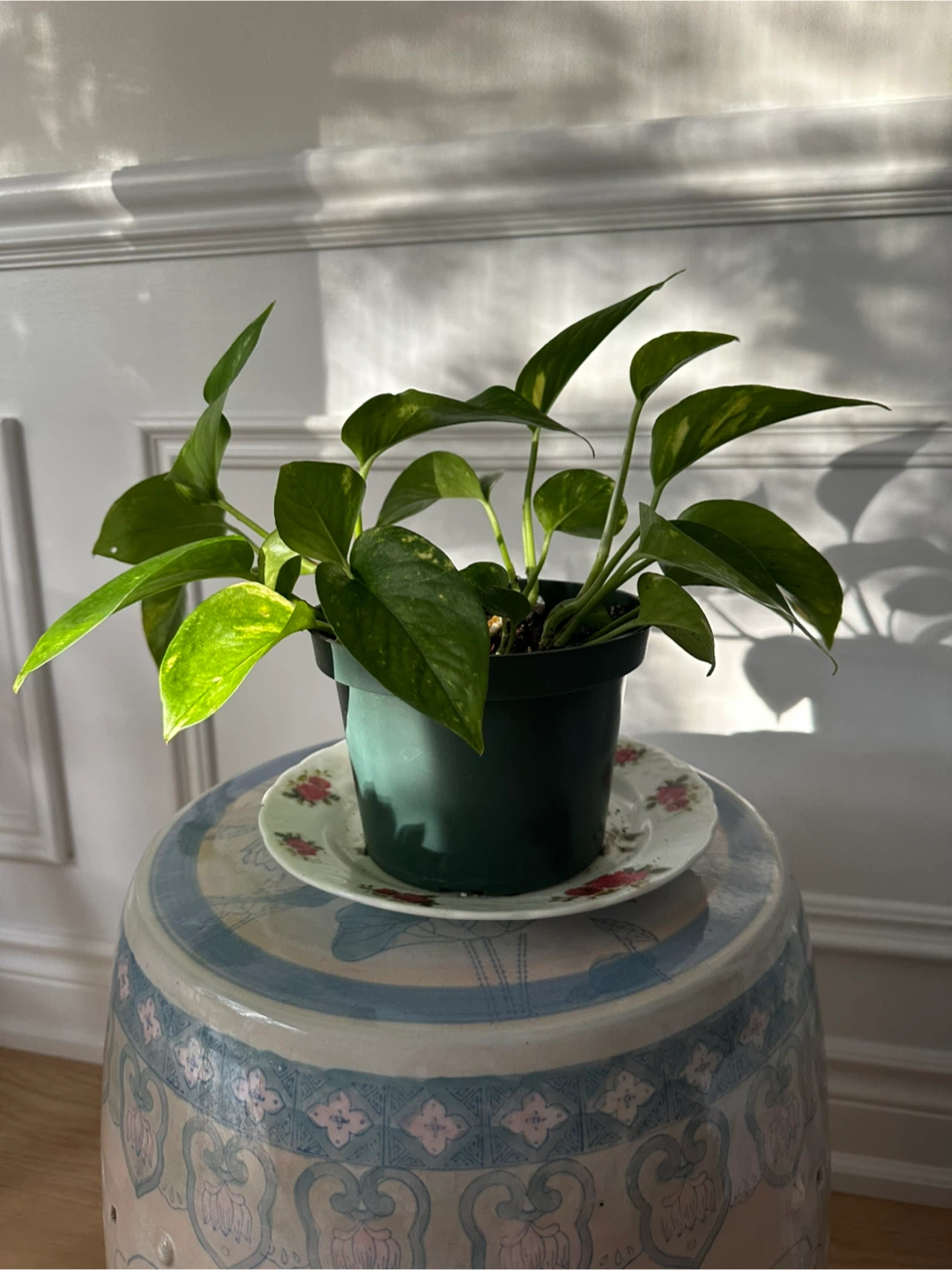 Indoor Plants for Sale (Pothos, Hoya, Triostar, String of Hearts