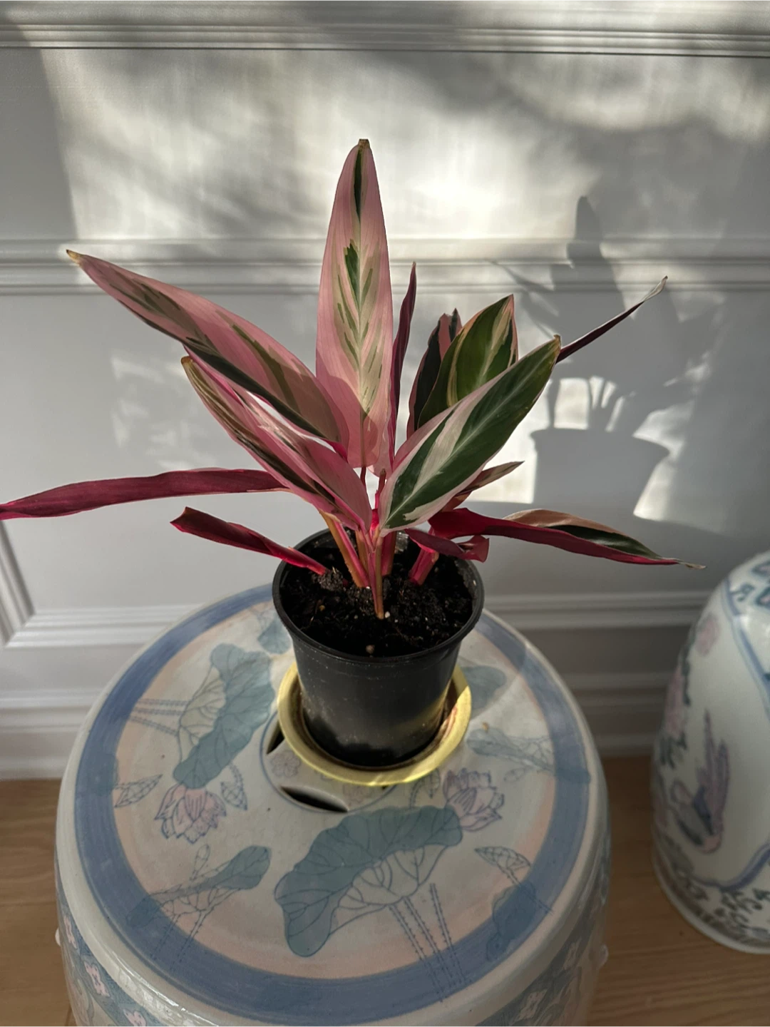Indoor Plants for Sale (Pothos, Hoya, Triostar, String of Hearts - photo 2