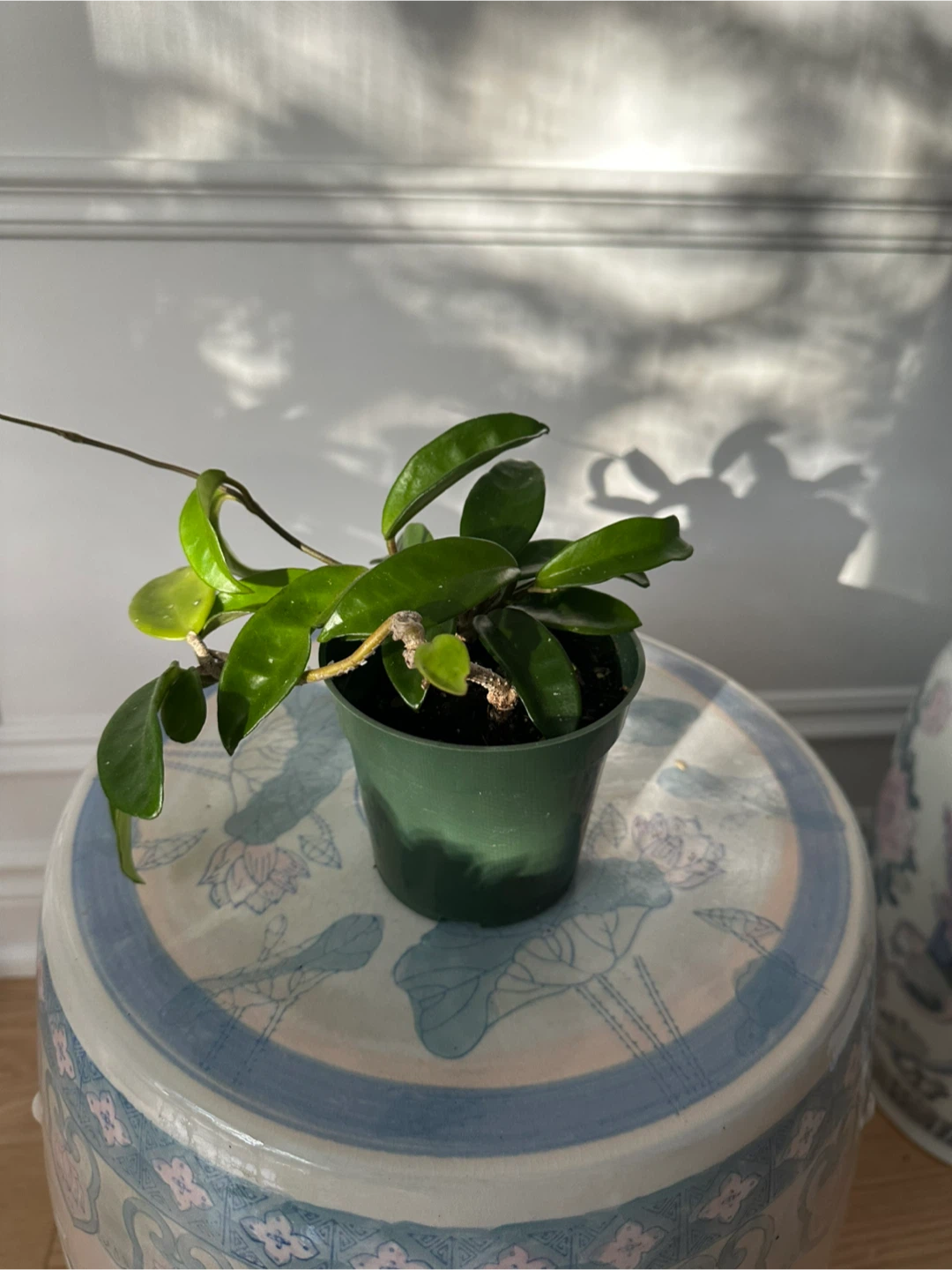 Indoor Plants for Sale (Pothos, Hoya, Triostar, String of Hearts - photo 3