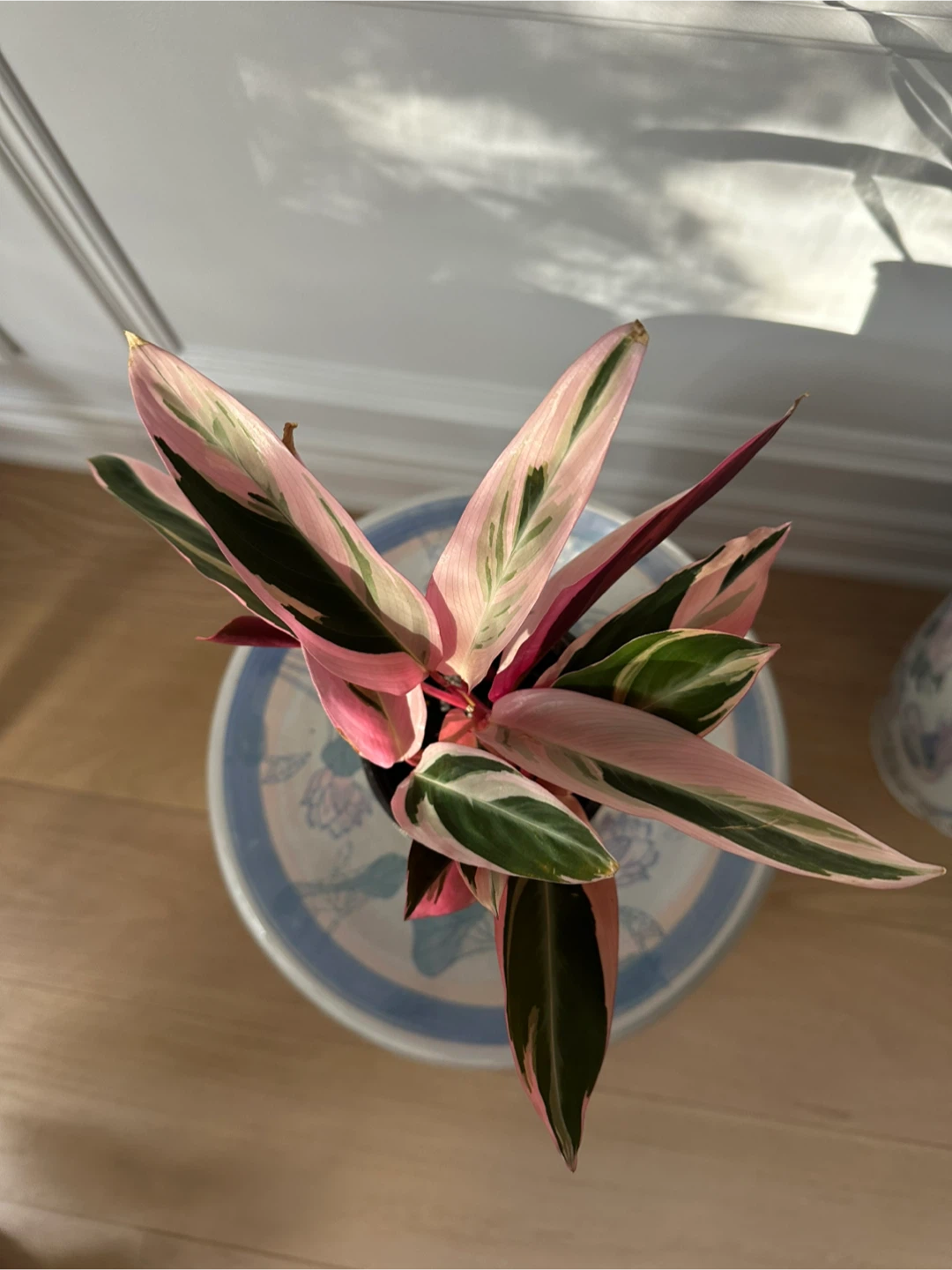 Indoor Plants for Sale (Pothos, Hoya, Triostar, String of Hearts - photo 5