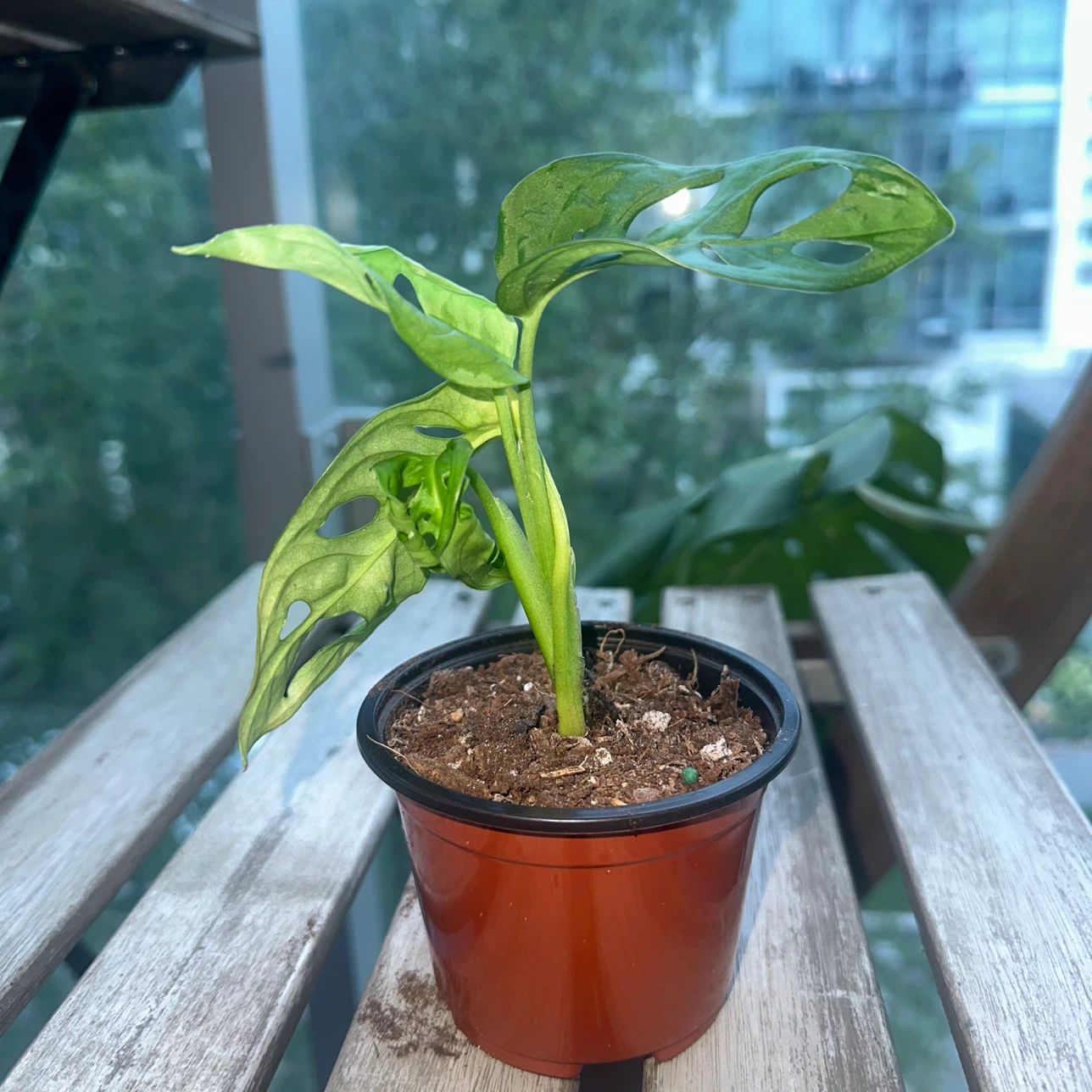 Monstera Adansonii Plant