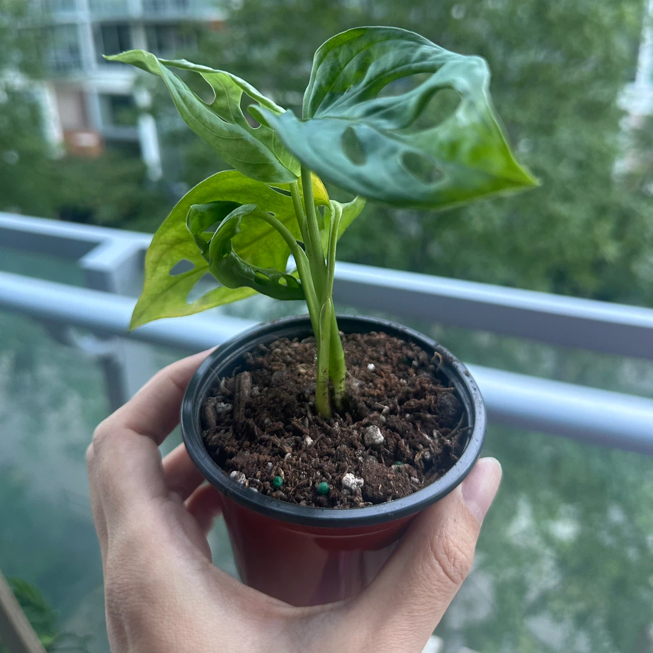 Monstera Adansonii Plant - photo 2
