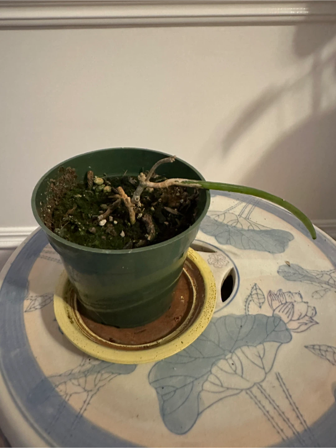 Assorted Hoya Plant Cuttings