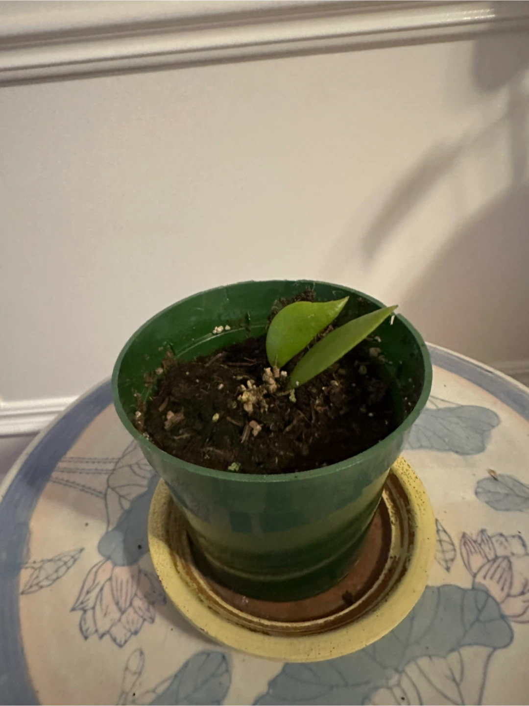 Assorted Hoya Plant Cuttings - photo 2