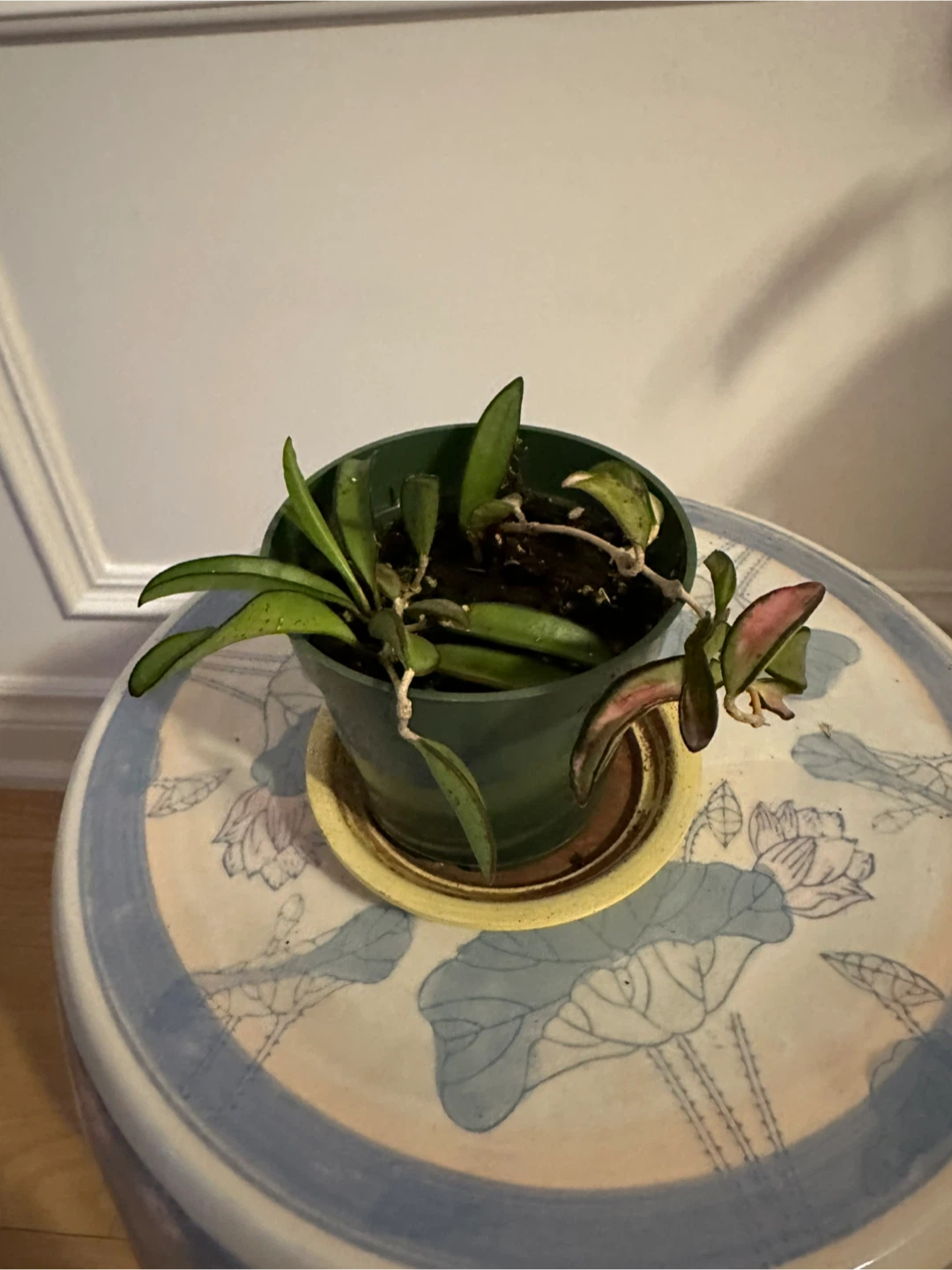 Assorted Hoya Plant Cuttings - photo 3