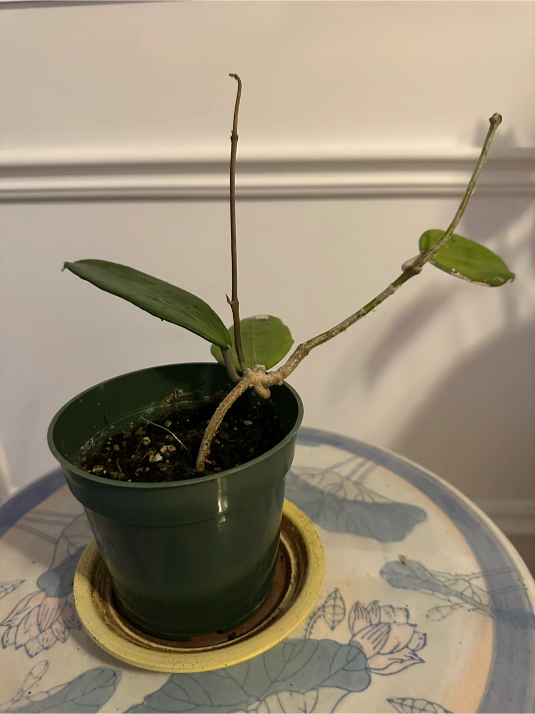Assorted Hoya Plant Cuttings - photo 5