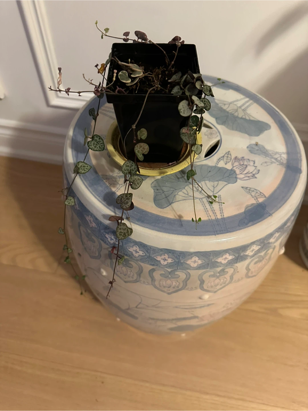 Assorted Indoor Houseplants