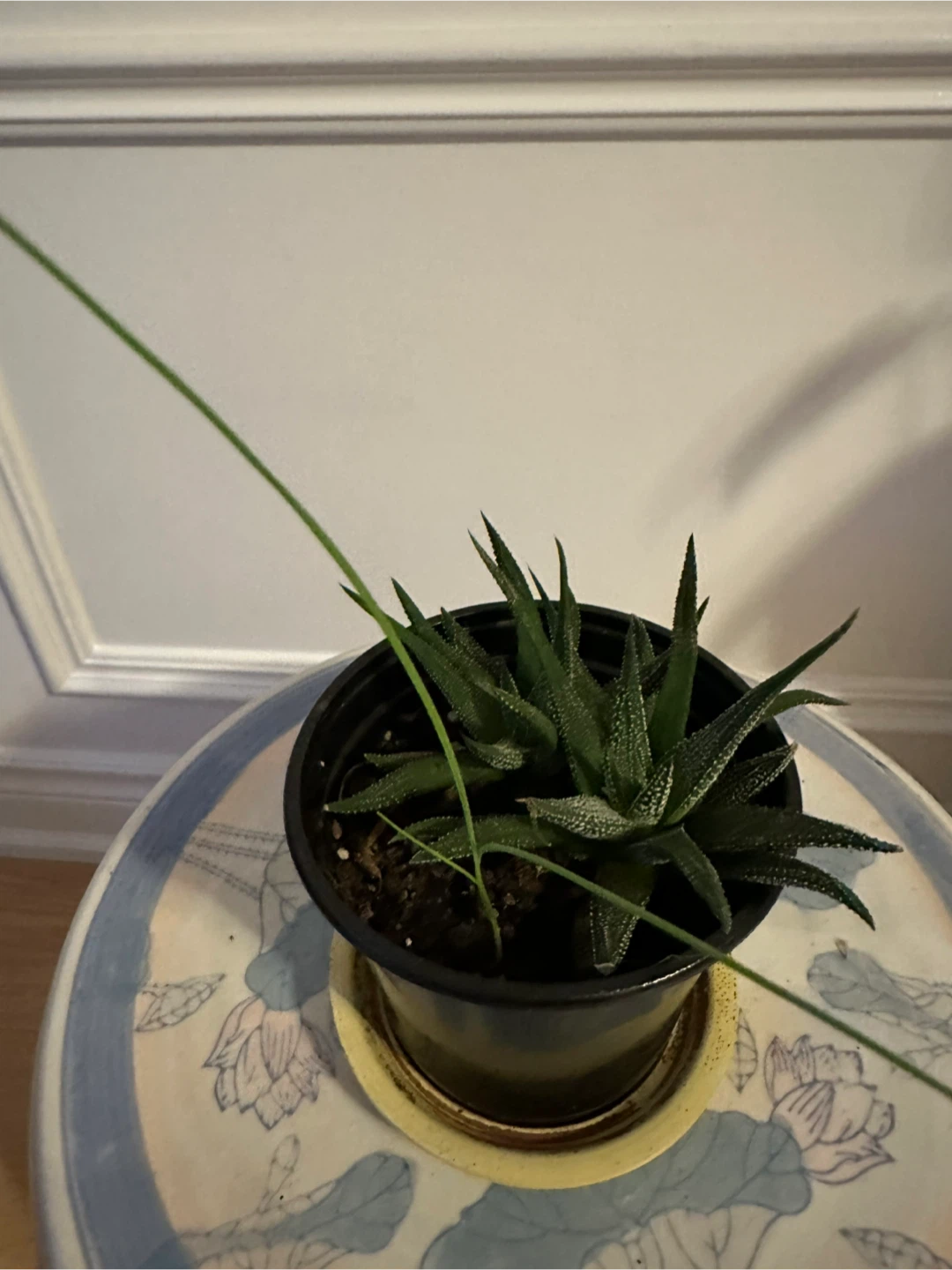 Assorted Indoor Houseplants - photo 2