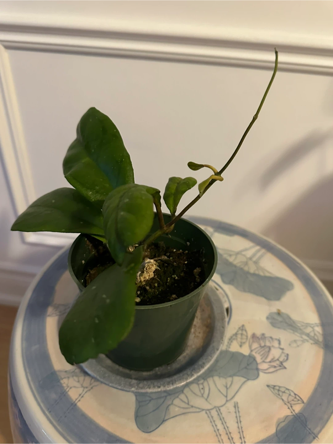 Assorted Indoor Houseplants - photo 3