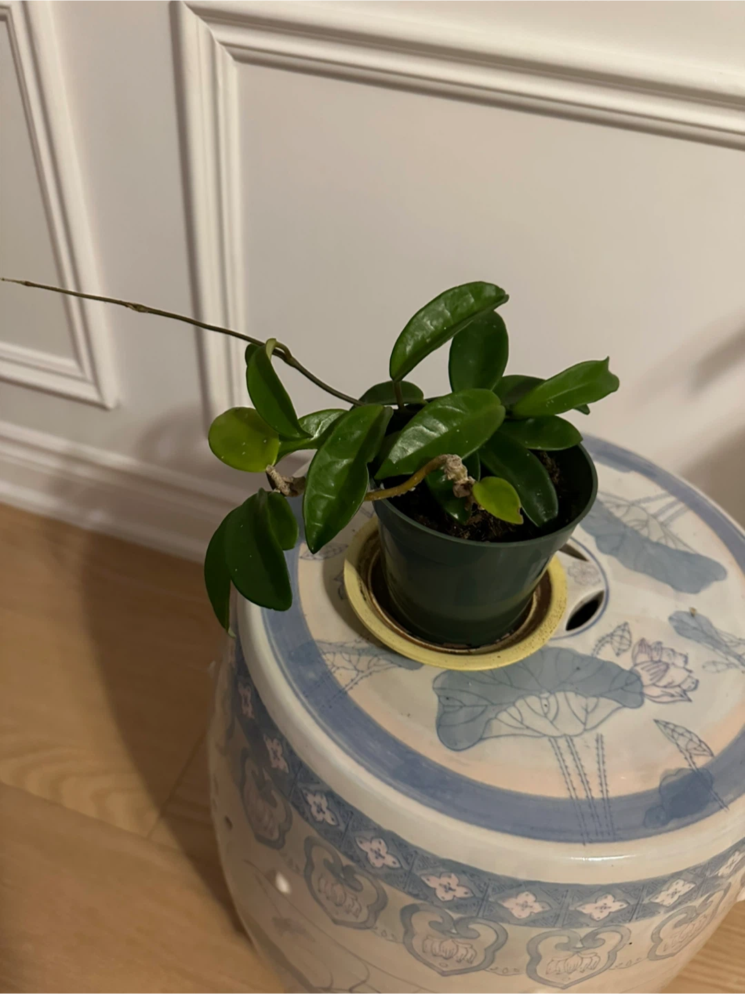 Assorted Indoor Houseplants - photo 4