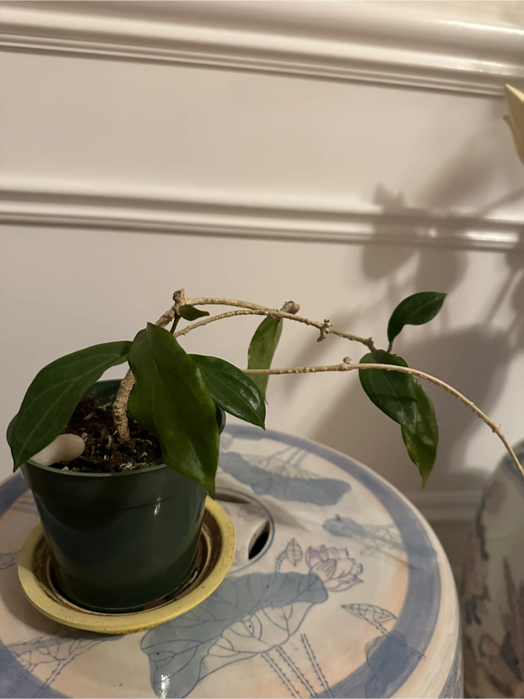 Assorted Indoor Houseplants - photo 5