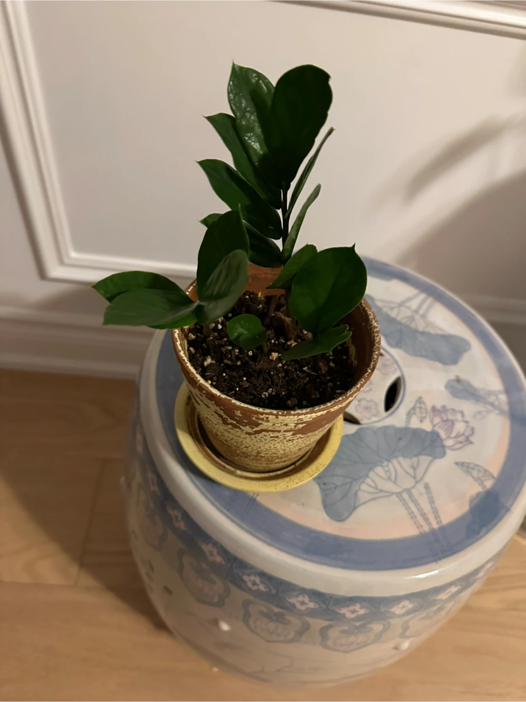 Assorted Houseplants and Succulents