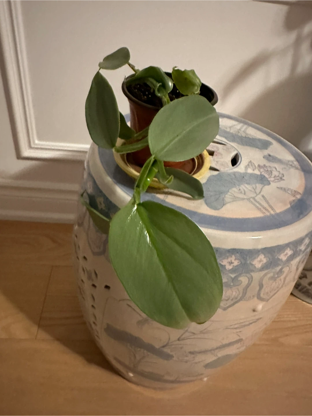 Assorted Houseplants and Succulents - photo 2