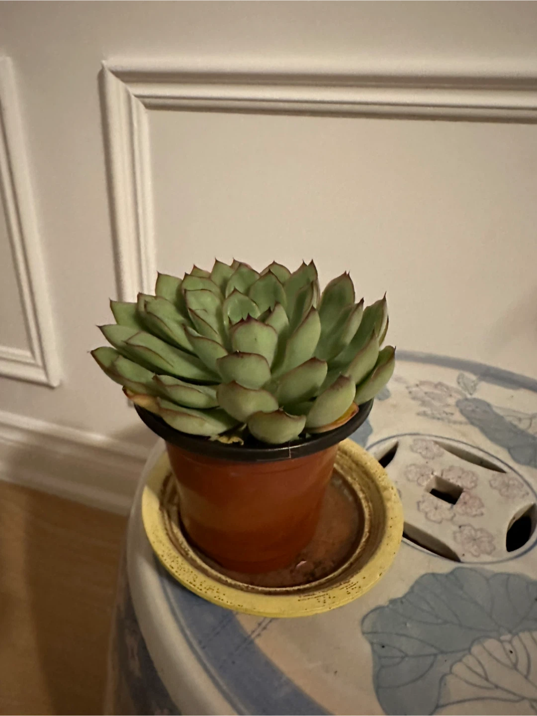 Assorted Houseplants and Succulents - photo 3