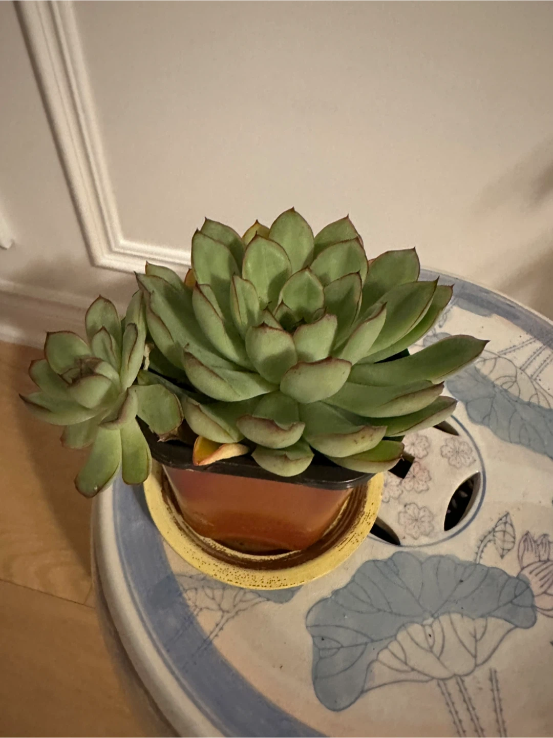 Assorted Houseplants and Succulents - photo 4
