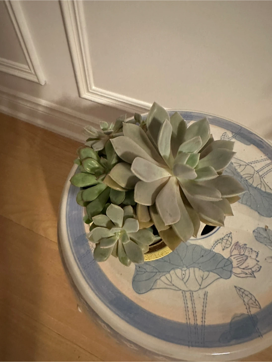 Assorted Houseplants and Succulents - photo 5
