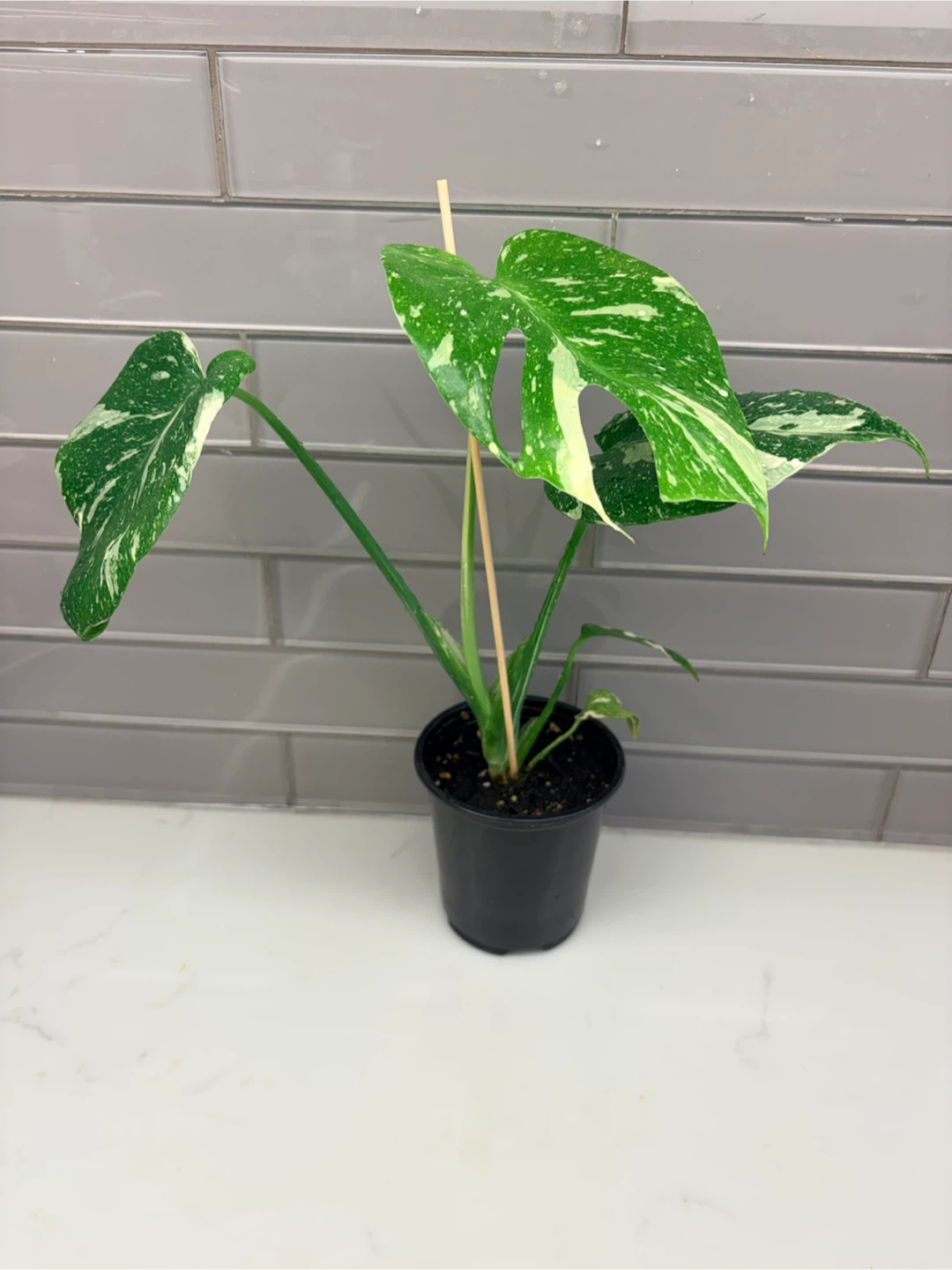 Variegated Monstera Thai Constellation