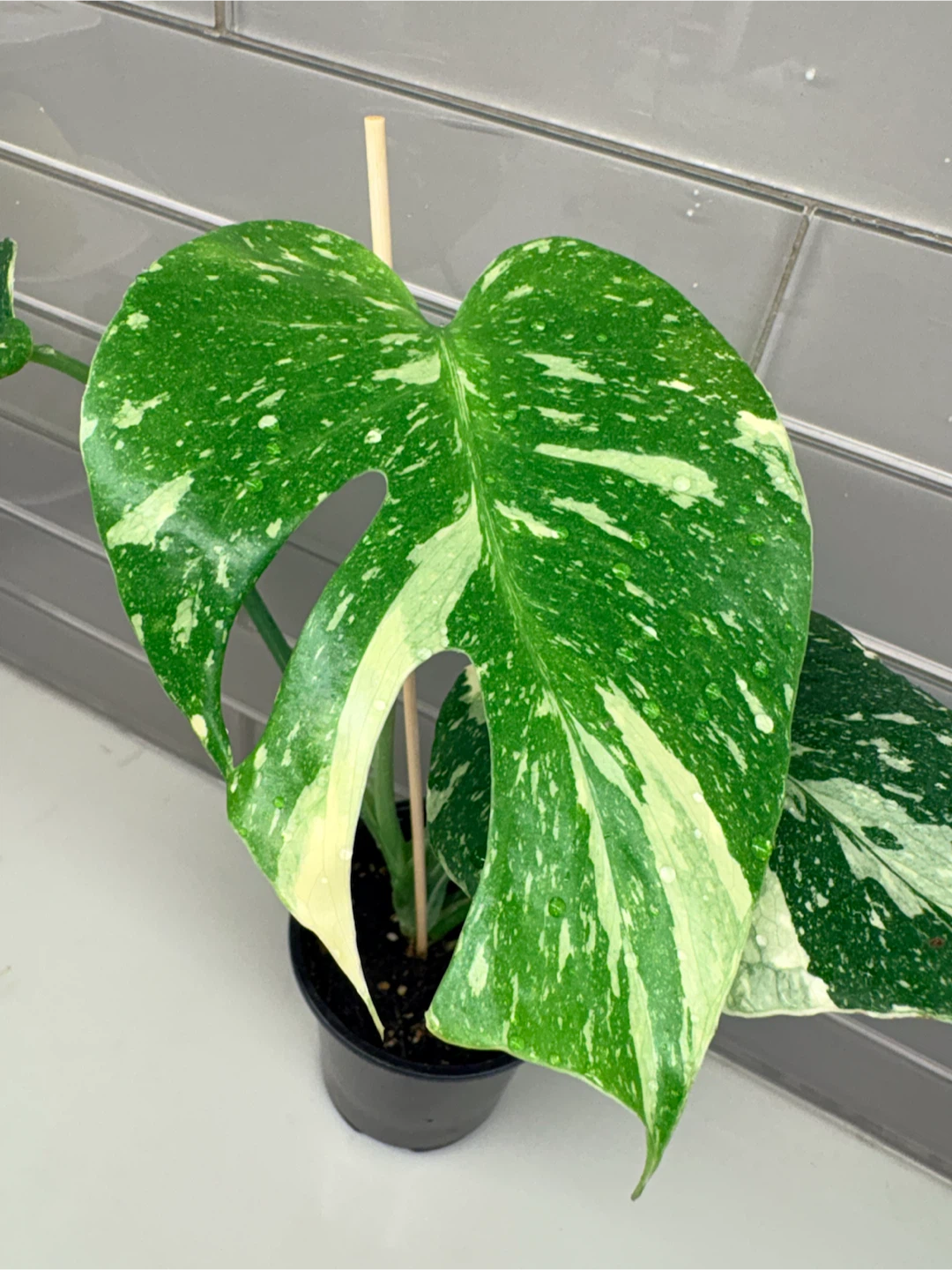Variegated Monstera Thai Constellation - photo 2