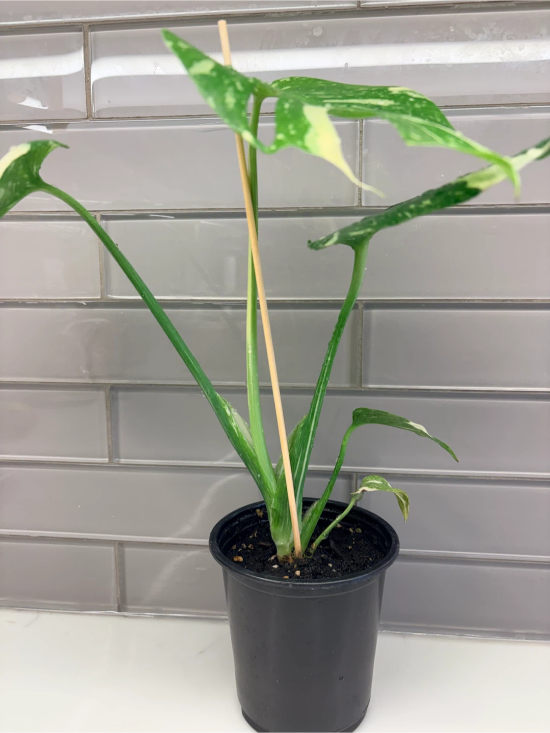 Variegated Monstera Thai Constellation - photo 3