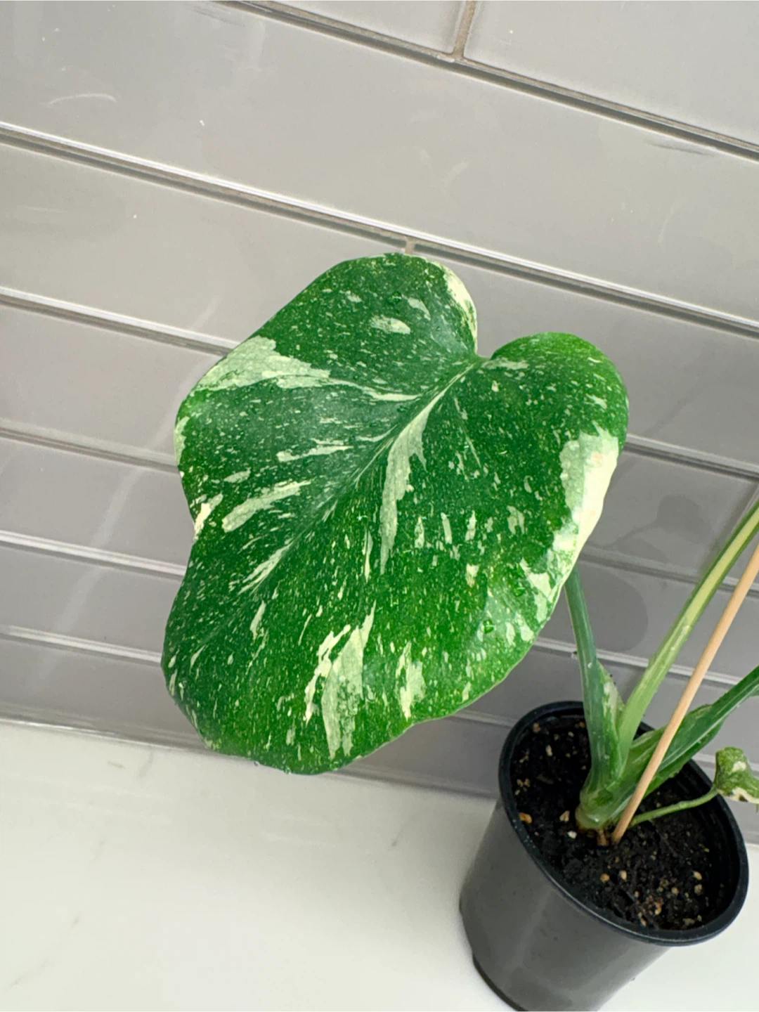 Variegated Monstera Thai Constellation - photo 4