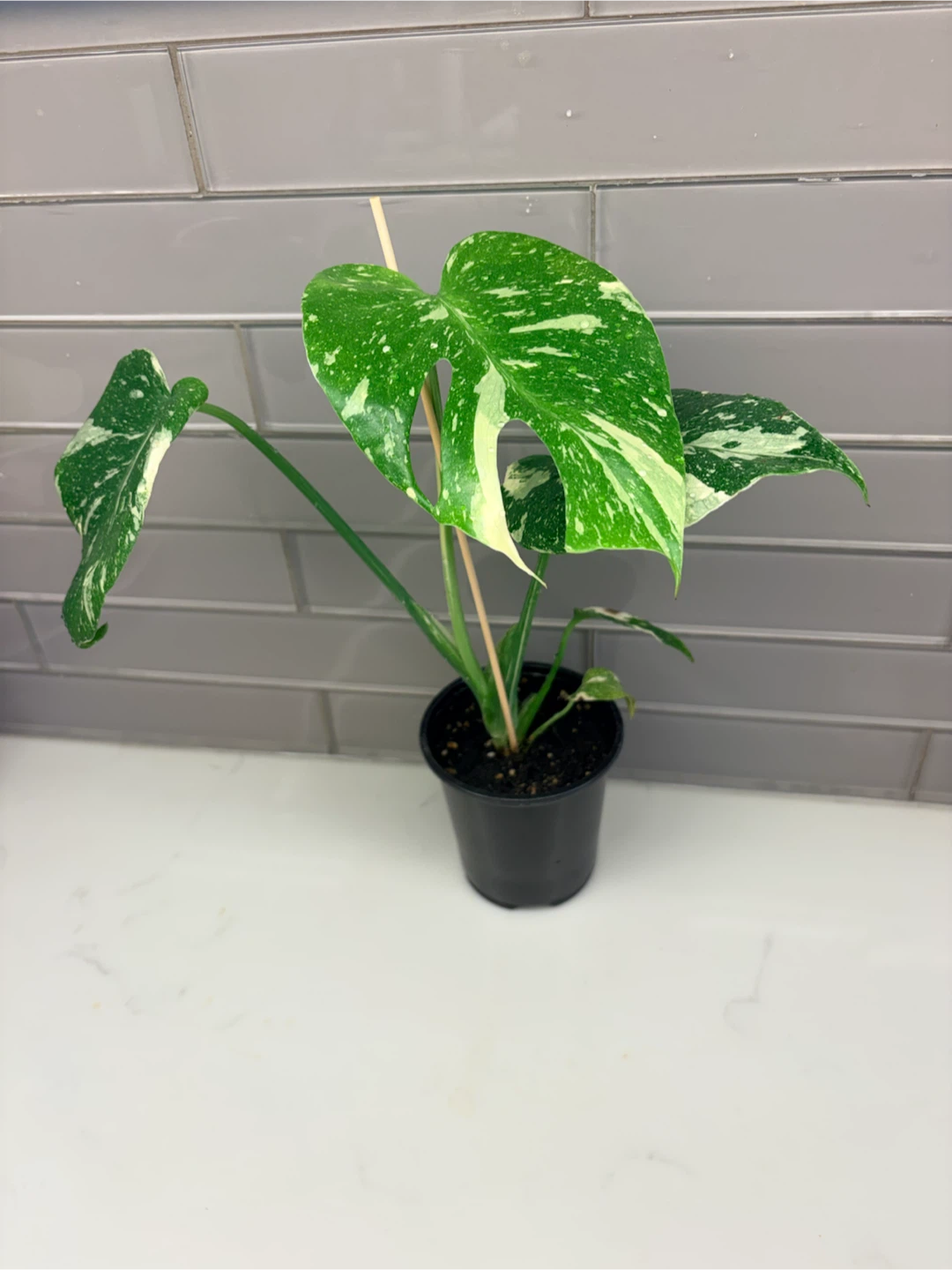 Variegated Monstera Thai Constellation - photo 5